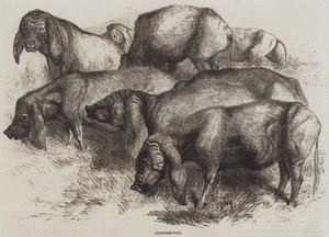 Japanse Varkens